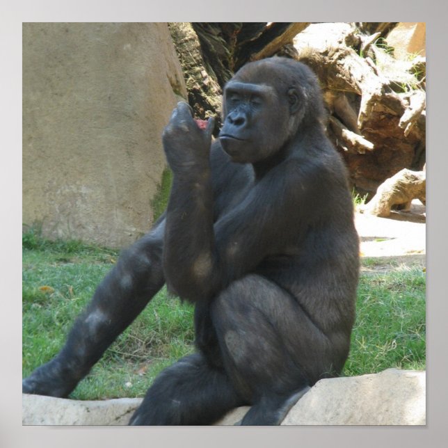 Umsichtige Gorilla Posters Poster (Vorne)