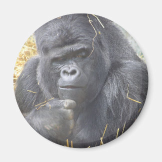 Umsichtiger Gorilla Magnet