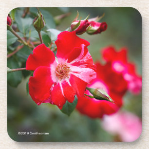 Unabhängigkeitstag-Strauch Getränkeuntersetzer