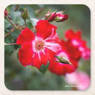 Unabhängigkeitstag-Strauch Rechteckiger Pappuntersetzer