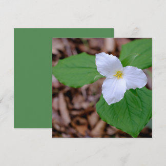 Unbearbeitete Fotografie der Frühlings-Trillium-Fa Mitteilungskarte