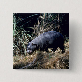Unbedeutendes Flusspferd-kleines Kalb Button