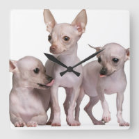 Unbehaarte Chihuahua (5 und 7 Monate alte)