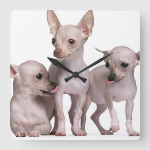 Unbehaarte Chihuahua (5 und 7 Monate alte) Quadratische Wanduhr