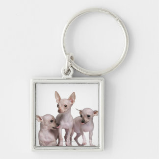 Unbehaarte Chihuahua (5 und 7 Monate alte) Schlüsselanhänger