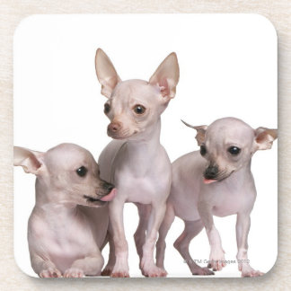 Unbehaarte Chihuahua (5 und 7 Monate alte) Untersetzer