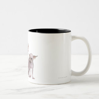 Unbehaarte Chihuahua (5 und 7 Monate alte) Zweifarbige Tasse