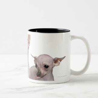 Unbehaarte Chihuahua (5 und 7 Monate alte) Zweifarbige Tasse