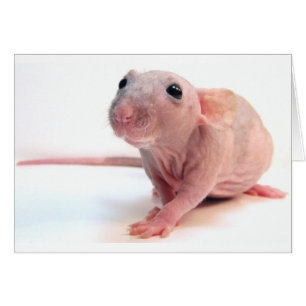 Unbehaarte Ratte