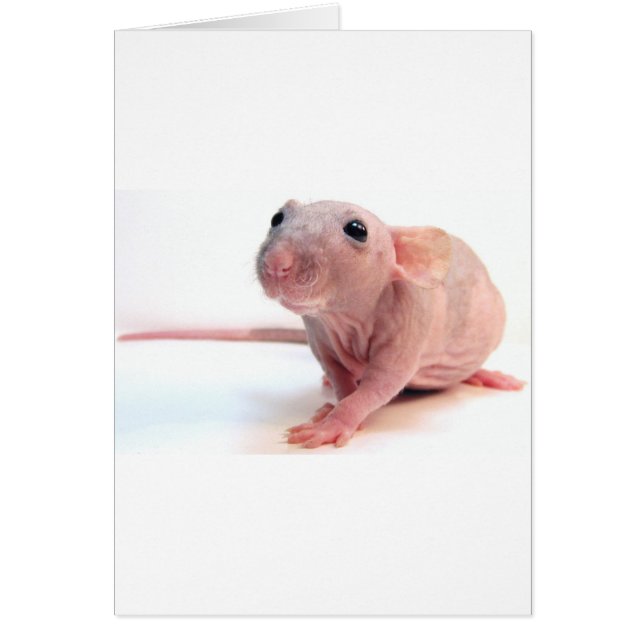 Unbehaarte Ratte (Vorne)