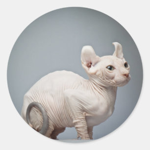 UNBEHAARTER CAT RUNDER AUFKLEBER