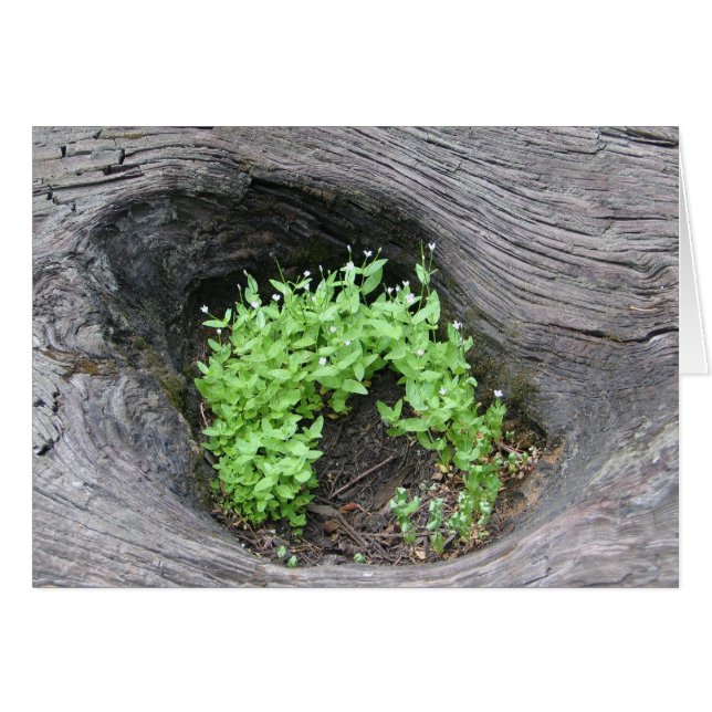 Unbekannte Blume bei gefallenen Sequoiden (Vorderseite (Horizontal))
