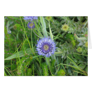 Unbekannte Blume, Cliffs of Moher, Irland