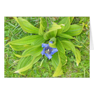 Unbekannte Blume, Seiser Alm, Italien