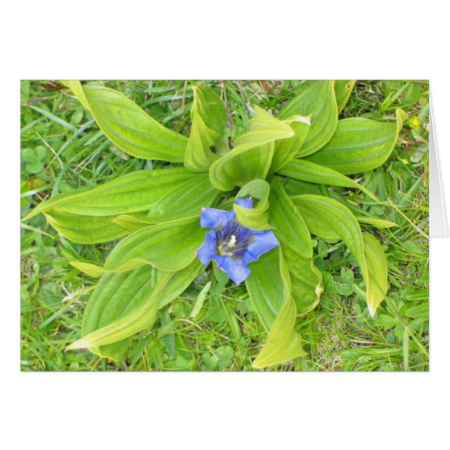 Unbekannte Blume, Seiser Alm, Italien (Vorderseite (Horizontal))