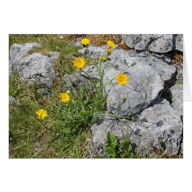 Unbekannte Blume, The Burren, Irland (Vorderseite (Horizontal))