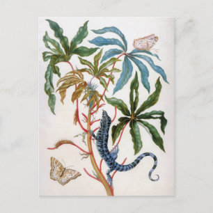 unbekannter Titel von Maria Sibylla Merian Postkarte