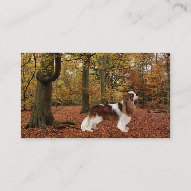 Unbekümmerte Königcharles Spaniel Breede Visitenkarte (Vorderseite)