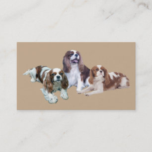 Unbekümmerte Königcharles Spaniel Breede Visitenkarte