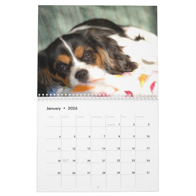 Unbekümmerte Königcharles Spaniel-Liebe! Kalender (Jan 2026)