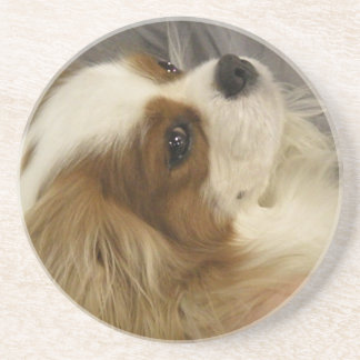 Unbekümmerte Königcharles Spaniel-Untersetzer Sandstein Untersetzer