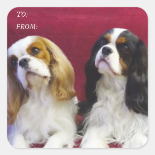 Unbekümmerte Spaniels-Geschenk-Umbau-Aufkleber Quadratischer Aufkleber