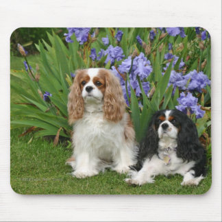 Unbekümmerter König Charles Spaniels im Mousepad