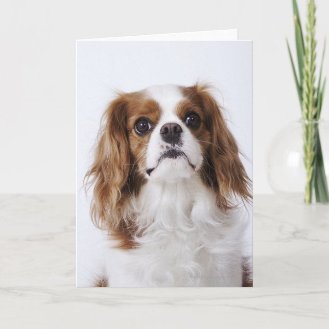 Unbekümmerter Königcharles Spaniel, der im Studio Karte (Vorderseite)