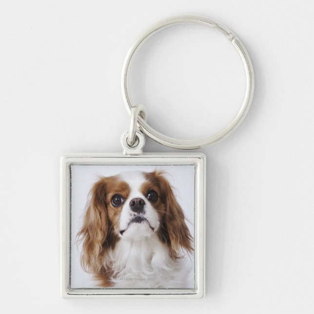 Unbekümmerter Königcharles Spaniel, der im Studio Schlüsselanhänger (Vorne)