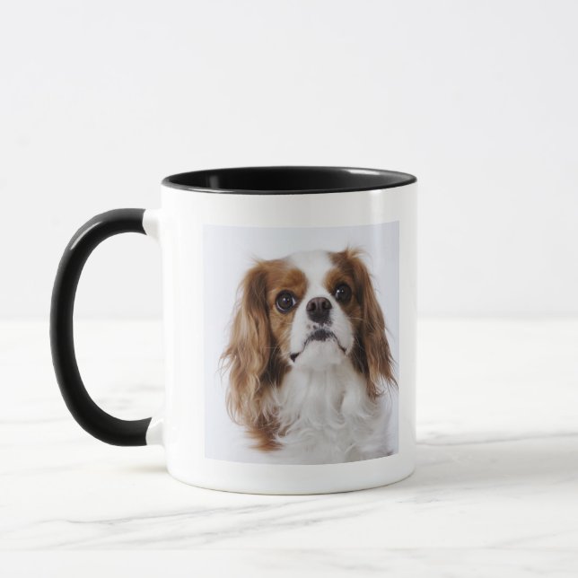 Unbekümmerter Königcharles Spaniel, der im Studio Tasse (Links)