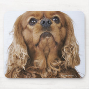 Unbekümmerter Königcharles Spaniel, der oben Mousepad