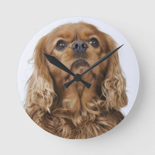 Unbekümmerter Königcharles Spaniel, der oben Runde Wanduhr