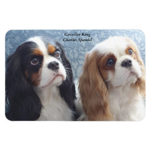 Unbekümmerter Königcharles Spaniel-flexibler Magnet