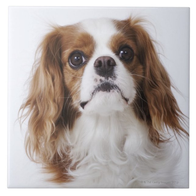 Unbekümmerter Königcharles Spaniel Fliese (Vorderseite)