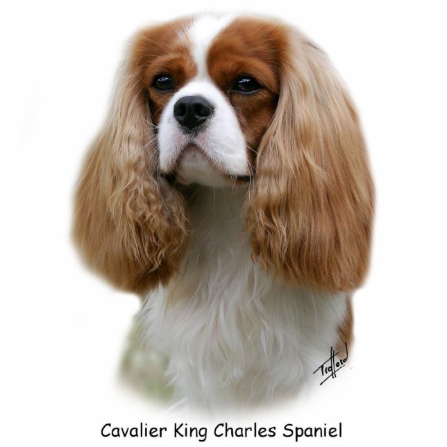 Unbekümmerter Königcharles Spaniel Freistehende Fotoskulptur (Vorne)