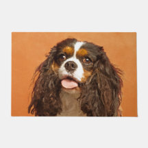 Unbekümmerter Königcharles Spaniel