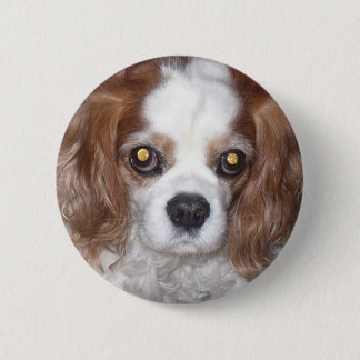 UNBEKÜMMERTER KÖNIGcharles SPANIEL-HUND Button
