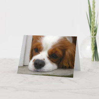 Unbekümmerter Königcharles Spaniel Karte