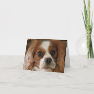 Unbekümmerter Königcharles Spaniel Karte