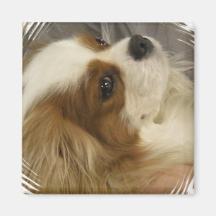 Unbekümmerter Königcharles Spaniel-Magnet Magnet