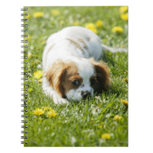 Unbekümmerter Königcharles Spaniel Notizblock