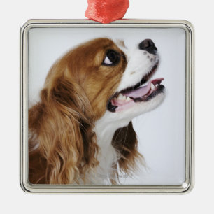 Unbekümmerter Königcharles Spaniel Ornament Aus Metall