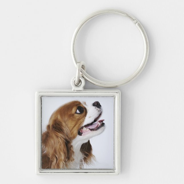 Unbekümmerter Königcharles Spaniel Schlüsselanhänger (Vorne)