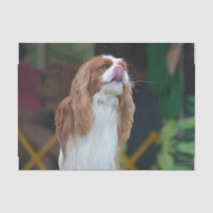 Unbekümmerter Königcharles Spaniel Seidenpapier