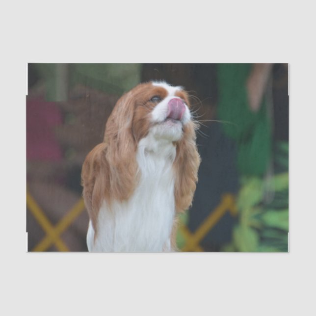 Unbekümmerter Königcharles Spaniel Seidenpapier (Vorderseite)