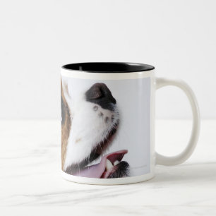 Unbekümmerter Königcharles Spaniel, Seitenansich Zweifarbige Tasse