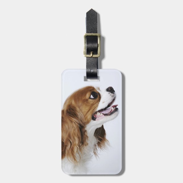 Unbekümmerter Königcharles Spaniel, Seitenansicht Gepäckanhänger (Vorderseite vertikal)