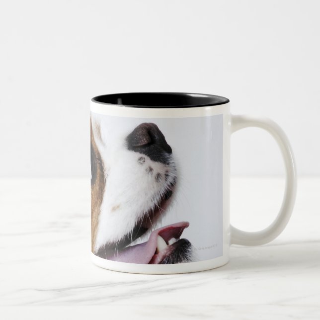 Unbekümmerter Königcharles Spaniel, Seitenansicht Zweifarbige Tasse (Rechts)