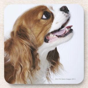 Unbekümmerter Königcharles Spaniel Untersetzer