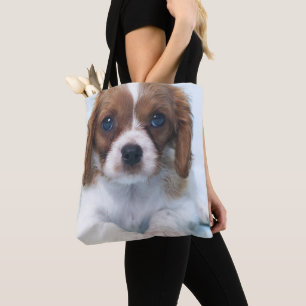 Unbekümmerter Königcharles Spaniel-Welpe